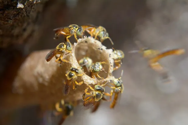 Yerli halklar, Meliponini arılarının kendilerine gıda ve ilaç sağladığını söylüyor (Wikimedia Commons)