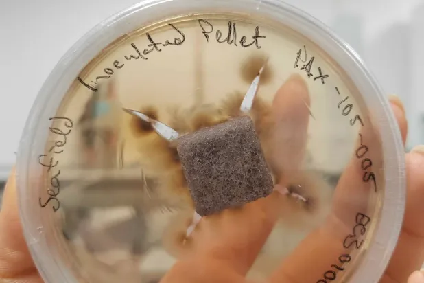 ما لا نراه تحت التربة... (تقنيات رايزوكور)