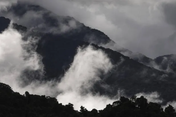 New research show tree mortality is rising across Australia's forest as the climate warms. DAVID GRAY / AFP/File
