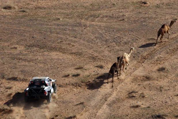 السائق ماريك غوتشال وملّاحه ماشيي مارتون في سباق مع ثلاثة جِمال (رويترز)