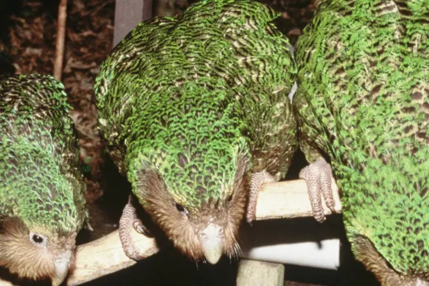 New Zealand's critically endangerd kakapo parrot only breeds every few years. Don Merton / DEPARTMENT OF CONSERVATION/AFP/File

