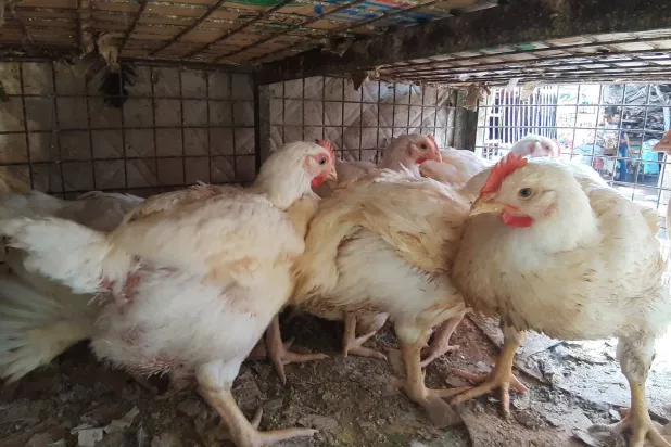 الحكومة المصرية تنفي ظهور «إنفلونزا الطيور»    (صفحة إحدى مزارع الدواجن على «فيسبوك»)