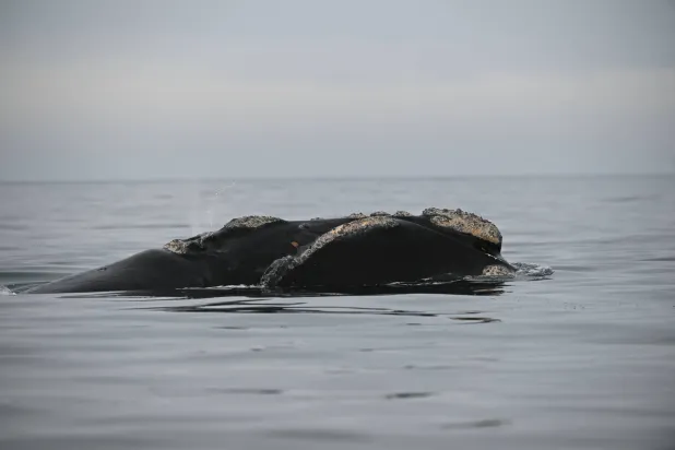 حوت يبحر في المحيط الأطلسي (د.ب.أ)