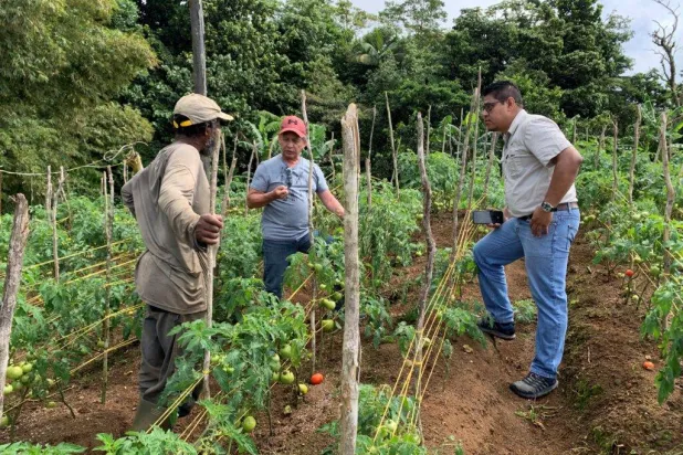 منظمة الأغذية والزراعة للأمم المتحدة تشجع المزارعين على المكافحة البيولوجية للآفات الزراعية (الفاو)