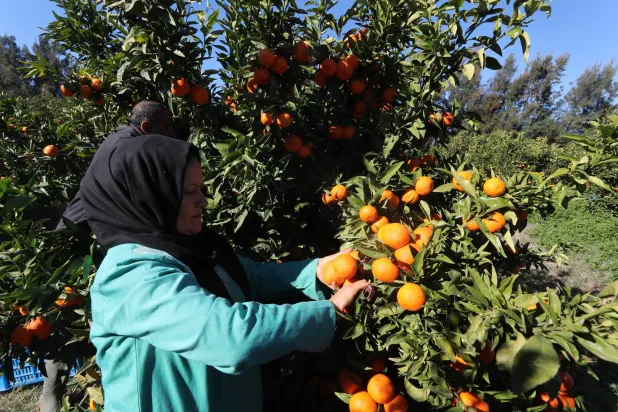 تونسية تشارك في جمع فاكهة اليوسفي الغنية بفيتامين «سي» (إ.ب.أ)