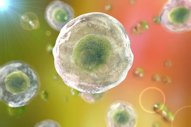 شكل تصويري للخلايا البشرية الحية