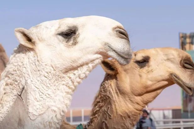 مهرجان خادم الحرمين الشريفين للهجن يعد أحد أبرز الأحداث الرياضية والتراثية في المنطقة (نادي الإبل)