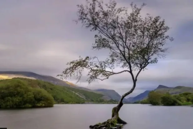 The Lonely Tree, often pictured submerged in water, was first planted in 2010. (Getty Images)
