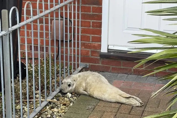 الفقمة «كولد كول» تبدأ حياة ثانية بعيداً عن الأمواج (الجمعية الملكية لمنع القسوة على الحيوانات)