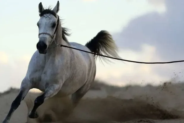 الخيول قادرة على شم رائحة الخوف لدى البشر (رويترز)