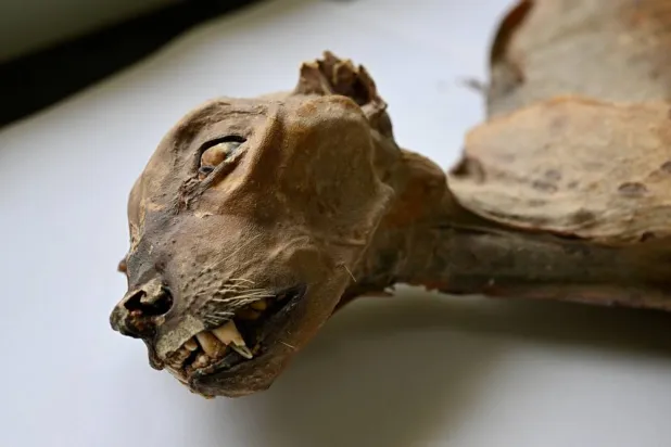 This undated image provided by Communications Earth and Environment shows the mummified remains of a cheetah. (Ahmed Boug/Communications Earth and Environment via AP) 