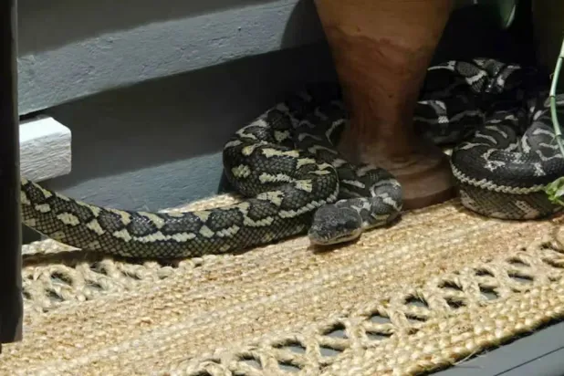 السرير تحوَّل إلى اختبار للأعصاب (إنستغرام)