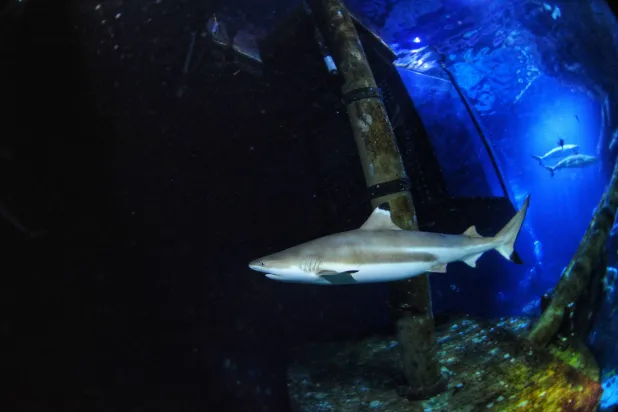 In this undated handout photo provided by Heinrich Heine University Duesseldorf in January 2026, a blacktip reef shark swims at Sealife Oberhausen in Oberhausen, Germany. (Maximilian Baum/Heinrich Heine University Duesseldorf via AP)