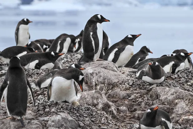 View of gentoo (Pygoscelis papua) penguins at the Paradise Bay in the Gerlache Strait -which separates the Palmer Archipelago from the Antarctic Peninsula, on January 20, 2024. (AFP)