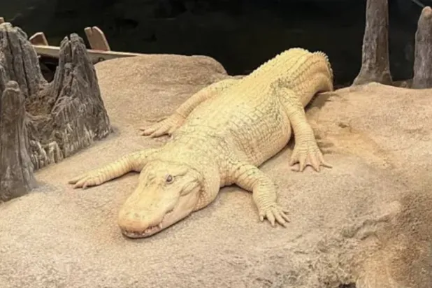 التمساح الذي أحبّته مدينة بأكملها (غيتي)