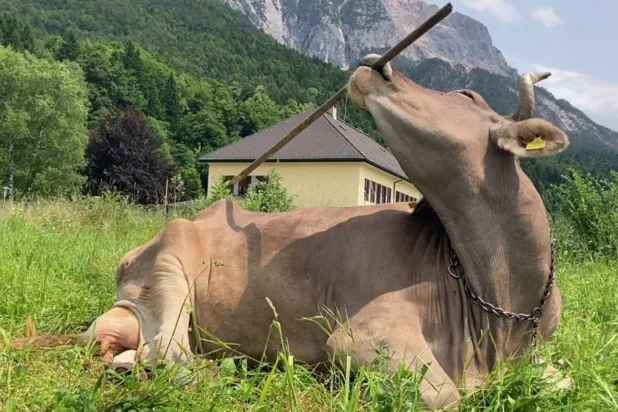 سلوكها يكشف عن عالم أوسع مما نراه عادةً (إنستغرام)