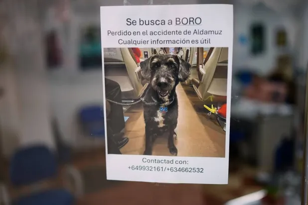A sign is pictured reading in Spanish, "Missing Boro. Lost during the Adamuz accident. Any information is helpful," about a dog that went missing during a train crash in Adamuz, southern Spain, Wednesday, Jan. 21, 2026. (AP Photo/Manu Fernandez)
