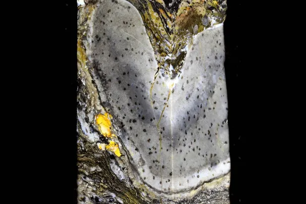 احتمال منسيّ لما كان يمكن أن تكونه الحياة (جامعة إدنبرة)