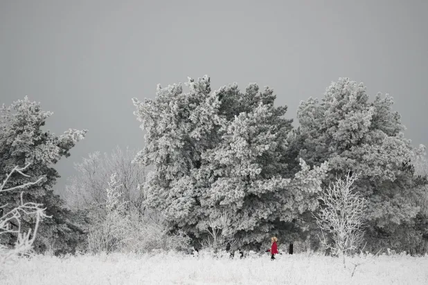 امرأة تمشي بين الأشجار المغطاة بالجليد في حديقة المدينة في تالين بإستونيا (أ.ب)