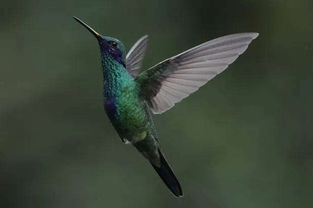 A Sparkling Violetear hummingbird hovers at the Yanacocha Reserve in Nono, Ecuador, Tuesday, Jan. 20, 2026. (AP)