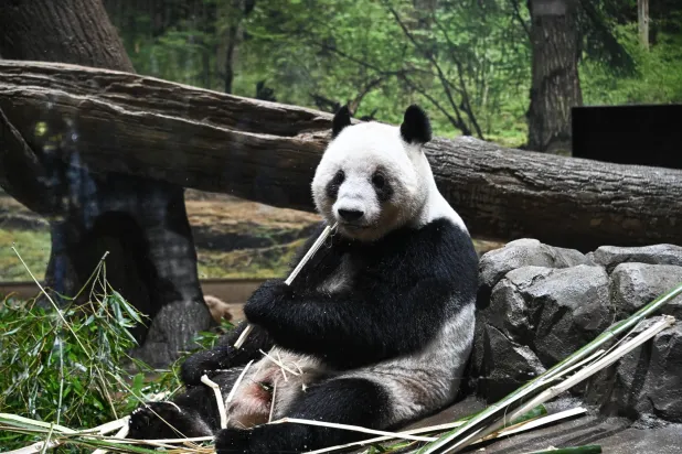 Giant panda Lei Lei eats bamboo at Ueno Zoological Gardens in Tokyo, Japan, 25 January 2026. (EPA)