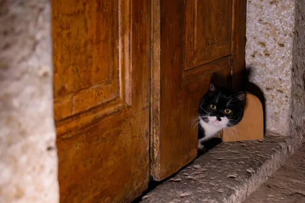A cat passes through a cat flap on the door at the The Ottoman Topkapi Palace in Istanbul on January 20, 2026. (AFP)