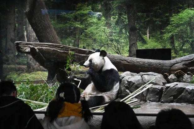 Giant panda Lei Lei eats bamboo at Ueno Zoological Gardens in Tokyo, Japan, 25 January 2026. (EPA)
