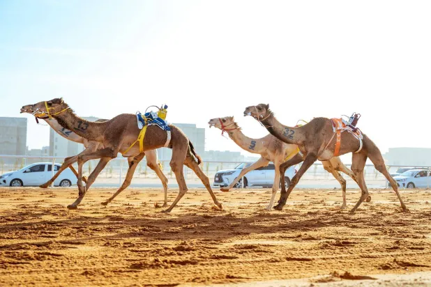مهرجان خادم الحرمين الشريفين للهجن 2026 (نادي الإبل)