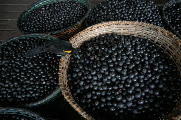 A bird eats an acai berry from a basket on the boat of merchant Evandro Santos, 38, resident of the riverside community of Sao Jose, in Melgaco, southwest of Marajo Island, state of Para, Brazil, on June 11, 2020. (AFP) 