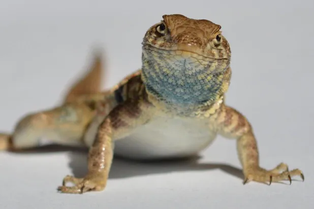 Boğazları farklı renklerdeki utaların çiftleşme davranışları da buna göre şekilleniyor (Ammon Corl)