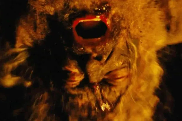 Çekimleri yaklaşık bir yıl önce tamamlanan The Death of Robin Hood'dan gelen ilk görüntülerde Oscar adayı Hugh Jackman, dağınık kır saçları ve uzun sakalıyla dikkat çekerken, Game of Thrones'dakileri andıran kalın bir kürk giydiği görülüyor (A24)​​​​​​​