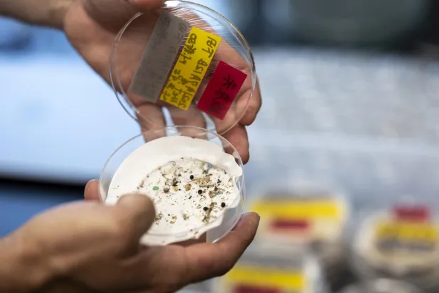 Japonya açıklarında bir kepçe makinesiyle toplanan tortu örneklerindeki mikroplastikler (AFP)