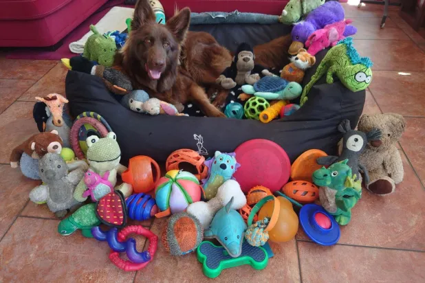 Deneyde yer alan dişi Alman kurdu Finja, en az 160 oyuncağının adını biliyor (Finja'nın sahibi)