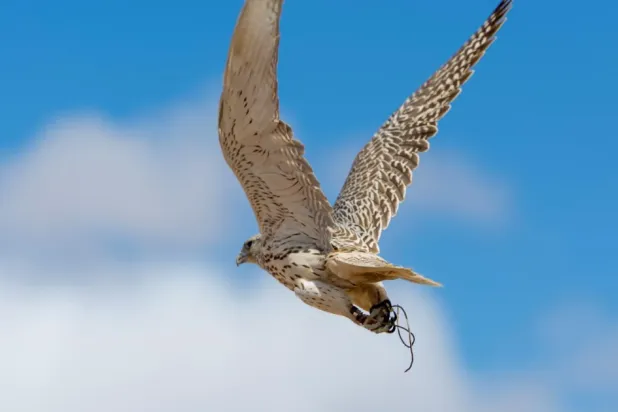 The event features over 700 participants, including professional, elite, and international falcon owners, as well as local amateurs - SPA