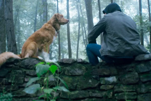 Bir köpeğin gözünden anlatılan perili ev hikayesi Good Boy, gişede hatırı sayılır bir başarı elde ederek 2025'in en çok konuşulan bağımsız yapımlarından biri olmuştu (IFC Films)