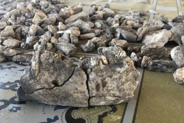 Paranthropus'a ait alt çene kemiğinin Afar'da bulunması, grubun farklı çevresel koşullara uyum sağlayabildiğine işaret ediyor (Chicago Üniversitesi)