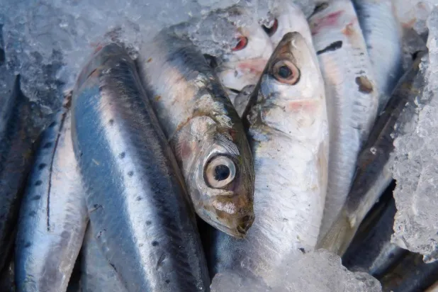 الأسماك الدهنية تحتوي على أحماض «أوميغا - 3» وفيتامين «د» والبروتين وهي عناصر أساسية لصحة الدماغ (بيكسباي)