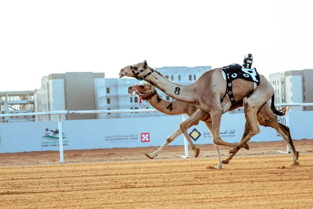 مهرجان الهجن: 940 ألف ريال تُشعل المنافسة في سباق الراكب البشري 