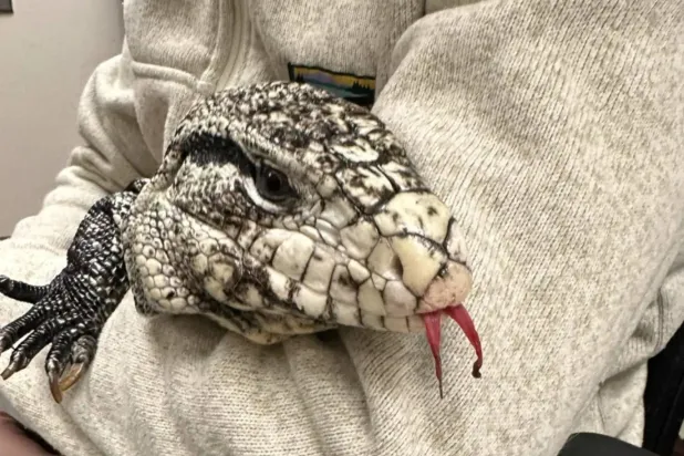 البياض أخفى معركة من أجل البقاء (مركز «نيو إنغلاند للحياة البرّية» على «إنستغرام»)