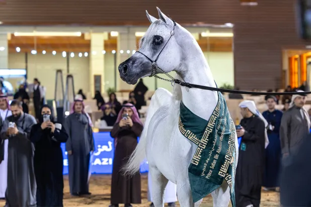 الفحل «عمار» خلال التتويج (الشرق الأوسط)