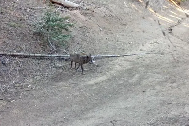 Los Angeles County'de 100 yılı aşkın bir süredir ilk kez gri kurt görüldü ve dişi kurt eş arıyordu (Kaliforniya Balık ve Yaban Hayatı Departmanı)