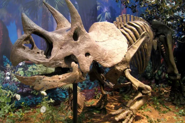 Triceratopslar, 2 metreden fazla boya ve 8 metrenin üzerinde uzunluğa ulaşabiliyordu (Carnegie Doğa Tarihi Müzesi)