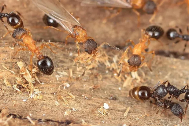 T. kinomurai'nin yuvası, dişi formdaki genç, kanatlı olanlarla ara formdaki kraliçeleri (açık kahverengi) ve koyu kahverengi T. makora konak işçilerini içeriyor (Current Biology)