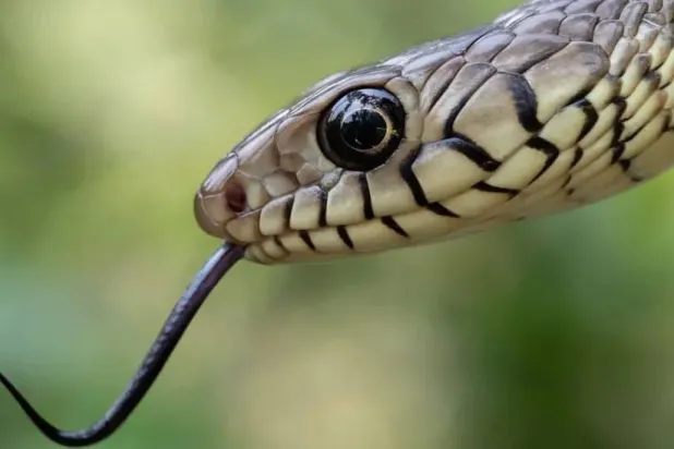 الثعابين في الهند تودي بحياة 50 ألفاً سنوياً 