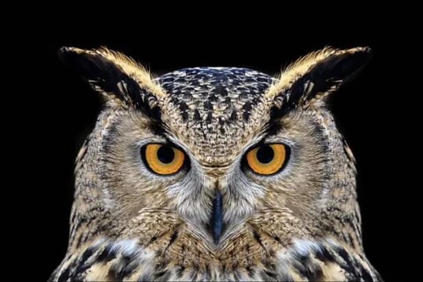 يعتقد الخبراء أن الناس ينقسمون إلى خمس فئات مختلفة لا فئتين فقط عندما يتعلق الأمر بأنماط نومهم