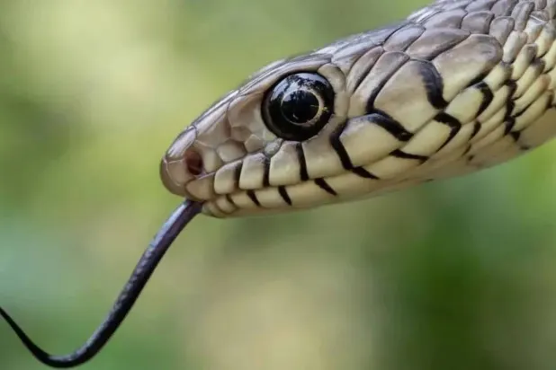 Healthcare workers in India face challenges administering antivenom - the life-saving antibodies that neutralize toxins in venom. (Getty Images)