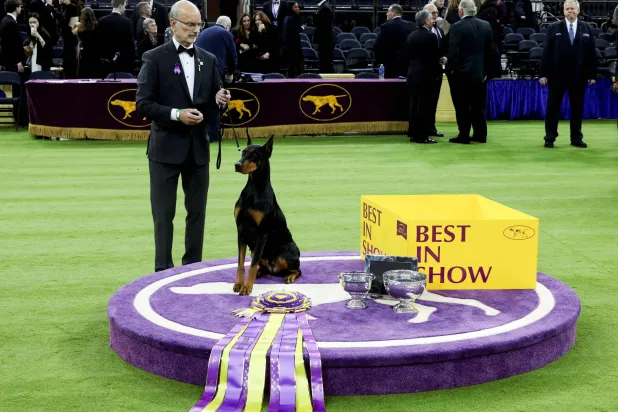 A Doberman named Penny sits next to the awards after winning the "Best in Show" competition at the 150th Westminster Kennel Club dog show in New York City, US, February 3, 2026. (Reuters)