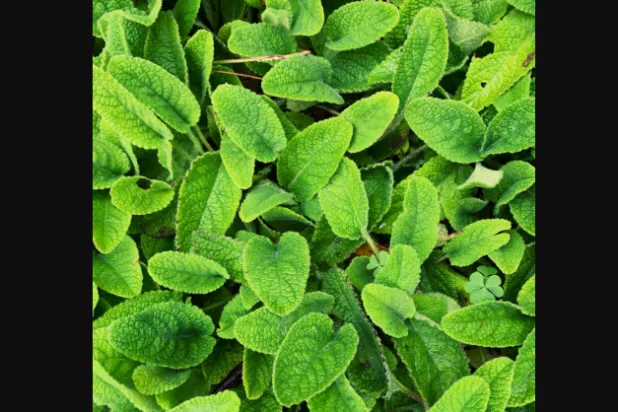 أوراق من عشبة بلسم الليمون (بيكسلز)