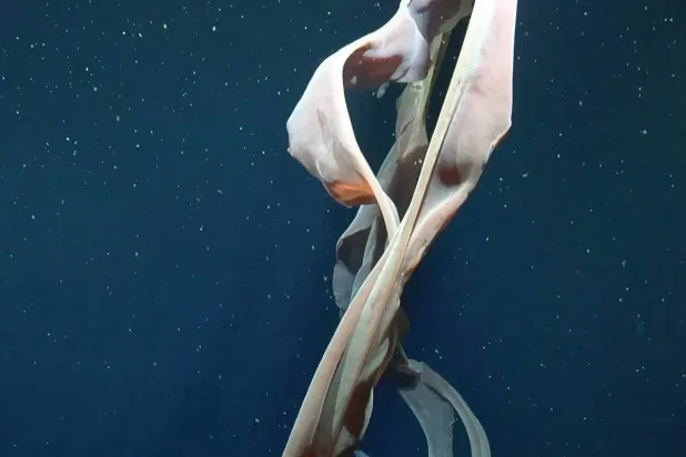 في عمق لا تبلغه الشمس تكشف الحياة عن وجوه غير متوقَّعة (معهد شميدت للمحيطات)