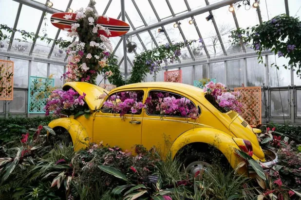 Orchids adorn a Volkswagen Beetle as finishing touches are placed on the 12th annual Chicago Botanic Garden Orchid Show, Friday, Feb. 6, 2026, in Glencoe, Ill. (AP)